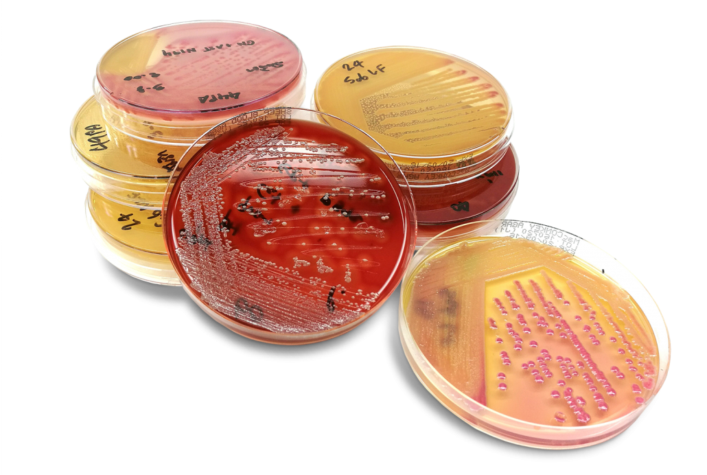 Produktproben im Fleisch-Technologiezentrum Hollabrunn FTZ